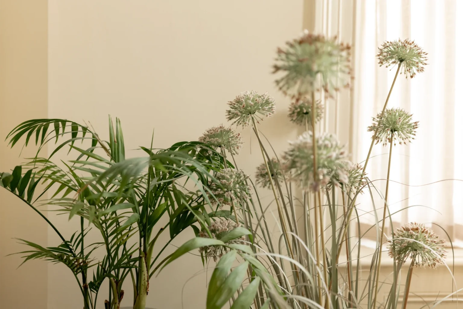 Indoor plants by sunlight-filled window